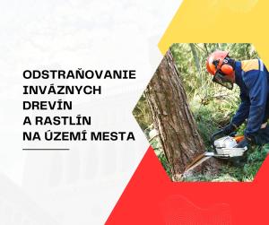 Infografika k článku - Odstraňovanie inváznych drevín a rastlín na území mesta Galanta